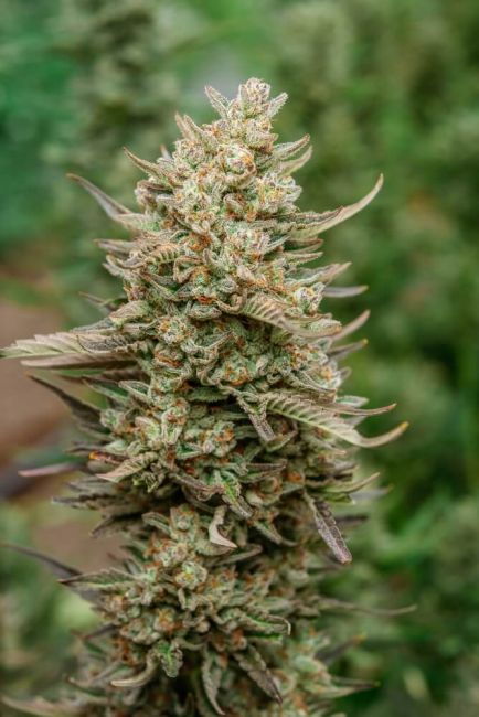 Atlas Seed Top Gun Auto Feminised Seeds