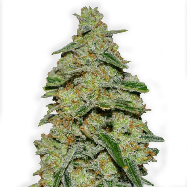 Heavyweight Seeds Lemon Cake Feminised Seeds