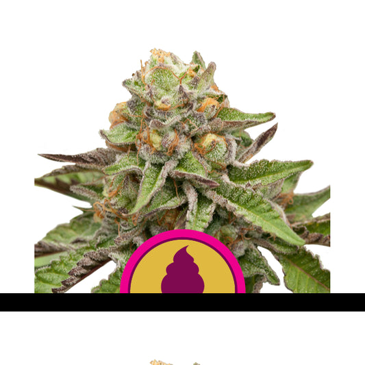 Royal Queen Seeds Green Gelato Feminised Seeds