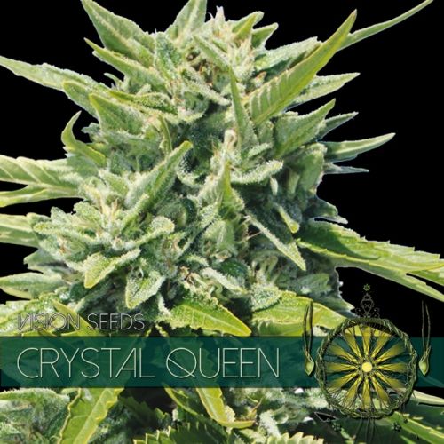 Vision Seeds Crystal Queen Feminised Seeds