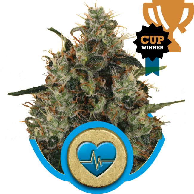 Royal Queen Seeds Medical Mass CBD Feminised Seeds