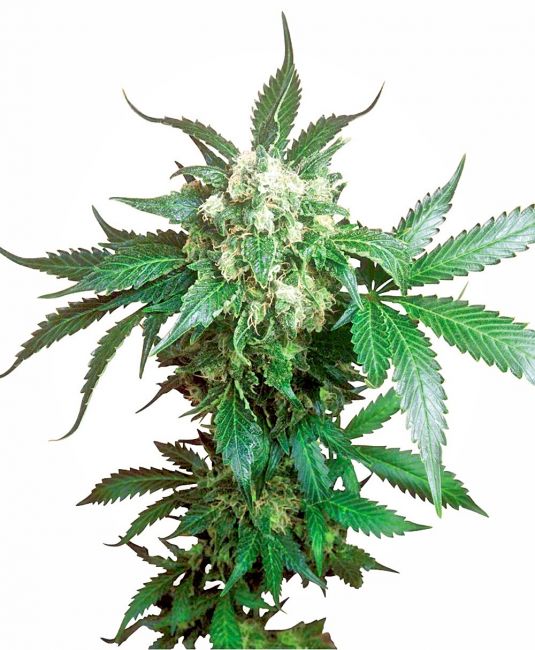 Sensi Seeds Black Domina Regular Seeds