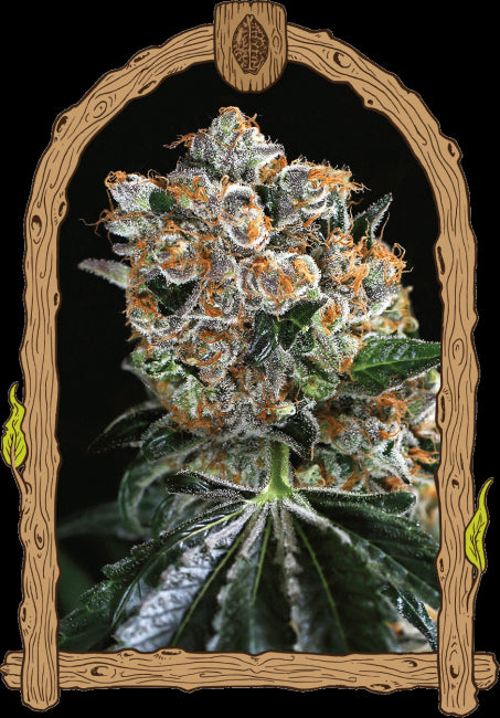 Exotic Seed Malasaña Cookies Feminised Seeds