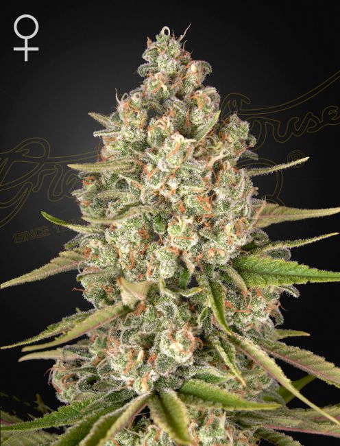 Greenhouse Seed Co. Lost Pearl Feminised Seeds