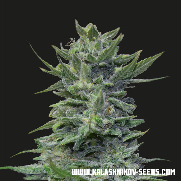 Kalashnikov Seeds Lavanda Cream Feminised Seeds