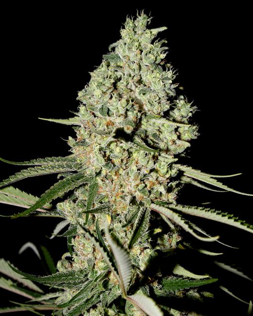 Greenhouse Seed Co. Super Critical Feminised Seeds