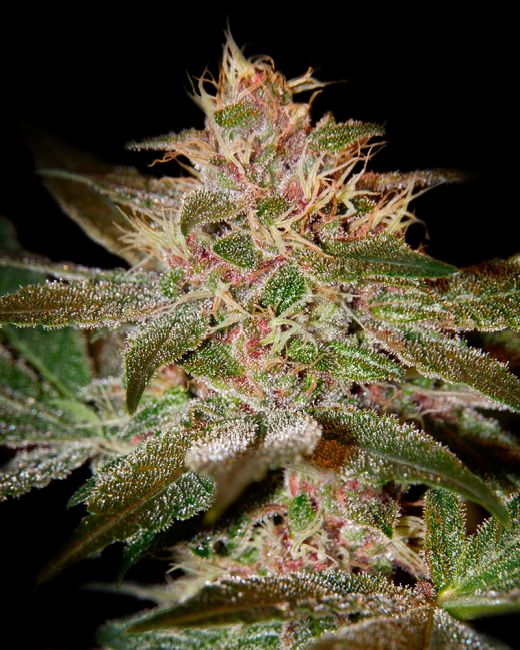 Greenhouse Seed Co. Pure Kush Feminised Seeds