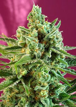 Sweet Seeds S.A.D. CBD Feminised Seeds