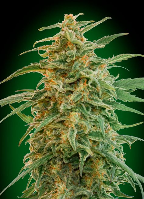 00 Seeds Gorilla Auto Feminised Seeds