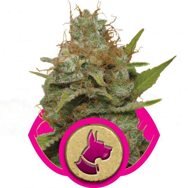 Royal Queen Seeds Kali Dog Feminised Seeds