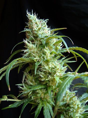 Sweet Seeds Flash Back #2 Feminised Seeds