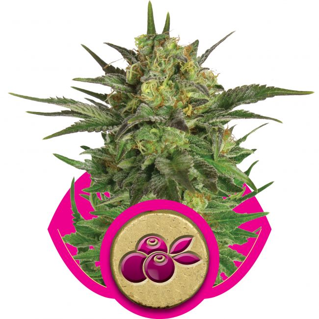 Royal Queen Seeds Haze Berry Feminised Seeds