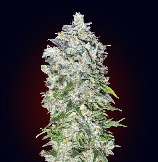 00 Seeds 00 Kush Auto Feminised Seeds