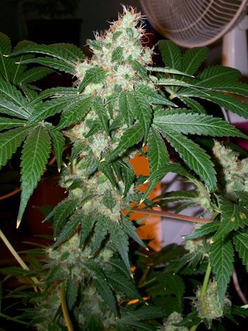 Cali Connection Chem Valley Kush Feminised Seeds