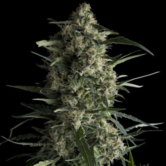 Pyramid Seeds Galaxy CBD Feminised Seeds