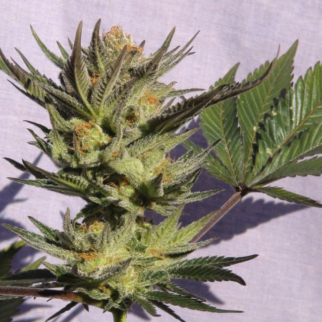 Kannabia Seeds Gypsy Kush (Faraona) Feminised Seeds