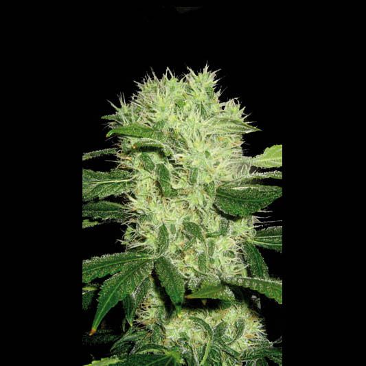 Blimburn Seeds Dama Blanca Feminised Seeds