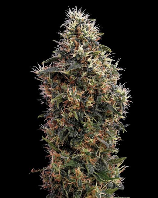 Greenhouse Seed Co. Sweet Mango AUTO Feminised Seeds