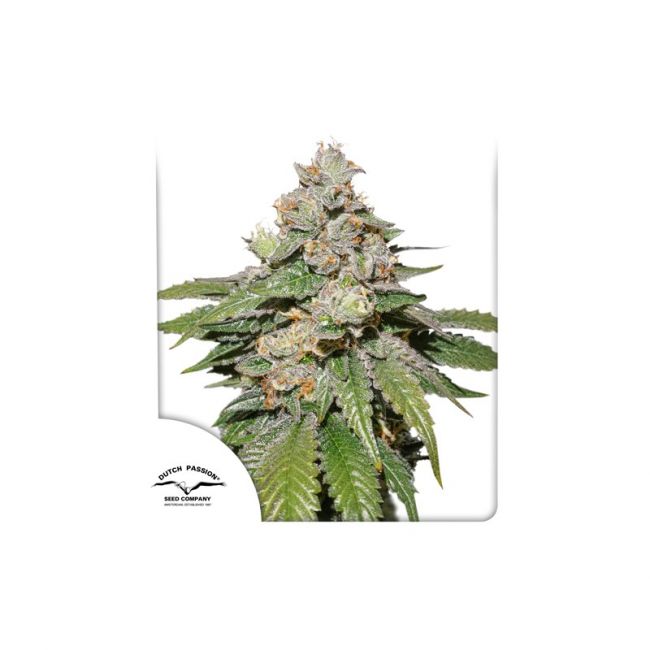 Dutch Passion Mokum's Tulip Auto Feminised Seeds