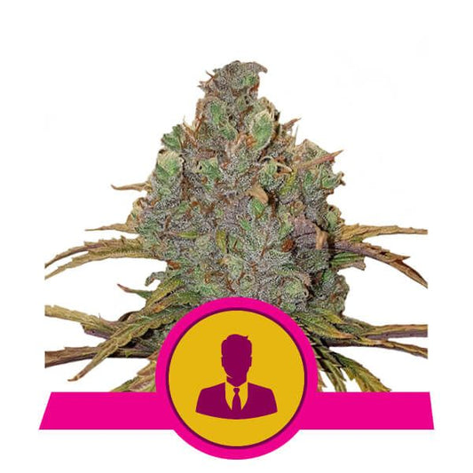 Royal Queen Seeds El Patron Feminised Seeds