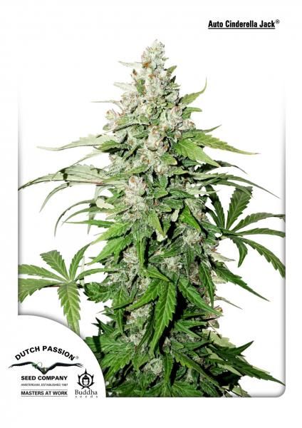 Dutch Passion Cinderella Jack Auto Feminised Seeds