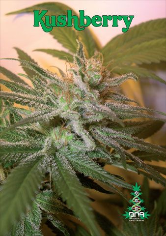 DNA Genetics Kushberry Feminised Seeds