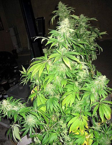 Mr Nice Seedbank Critical Mass Mr Nice Regular Seeds