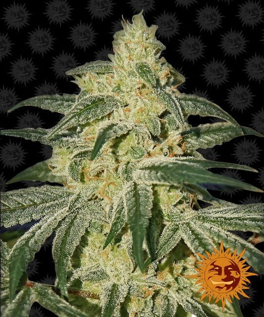 Barney's Farm Afghan Hash Plant Regular Seeds