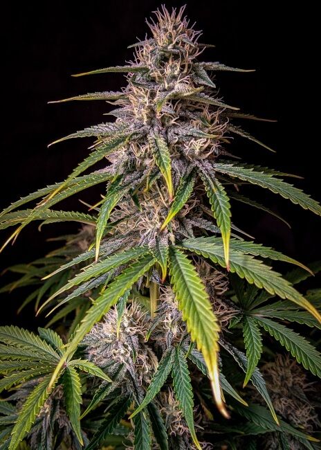 Mephisto Genetics Alien Vs Triangle Auto Feminised Seeds