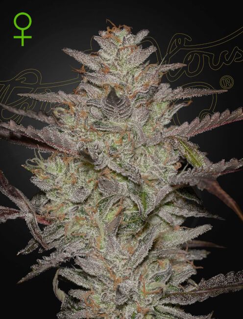 Greenhouse Seed Co. Alienz Auto Feminised Seeds