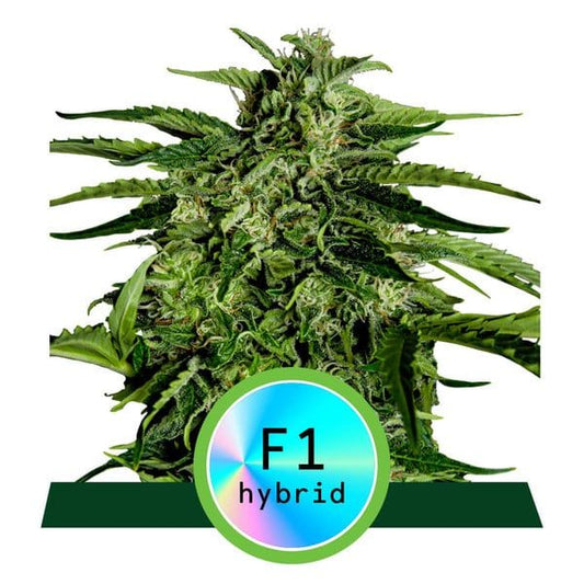 Royal Queen Seeds Apollo F1 Auto Feminised Seeds