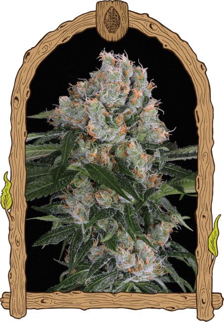 Exotic Seed Artic Flurry Feminised Seeds