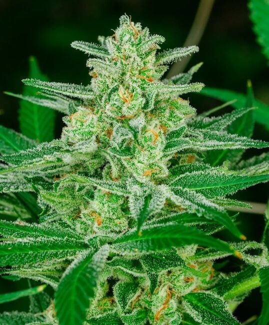 Atlas Seed Blue Dream FAST Feminised Seeds - 5 +