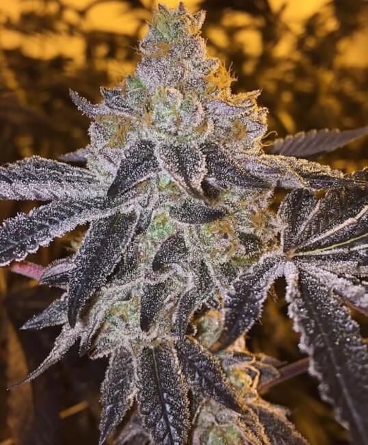 Atlas Seed Gopher Glue FAST Feminised Seeds - 5+