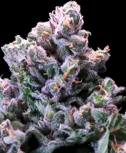 Atlas Seed Grapes 'n' Cream FAST Feminised Seeds - 5+