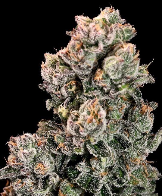 Atlas Seed Slurpicane FAST Feminised Seeds - 5+