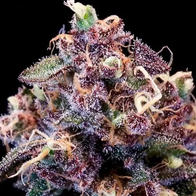 Atlas Seed Berry Pie FAST Feminised Seeds - 5 +