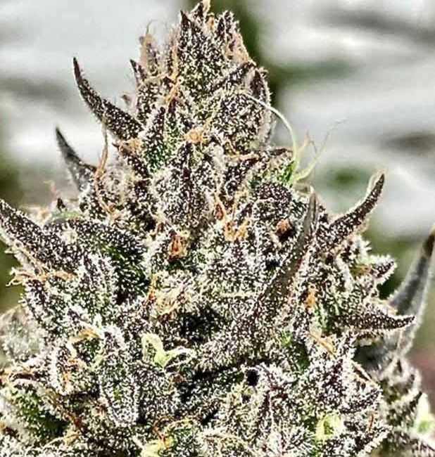 Atlas Seed Cheetah the Hut Feminised Seeds