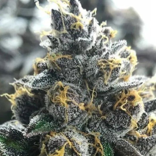 Atlas Seed Divorce Cake Feminised Seeds - 5+