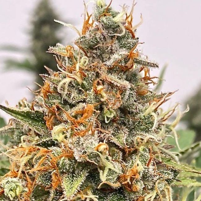 Atlas Seed Mendo Butter Feminised Seeds - 5+