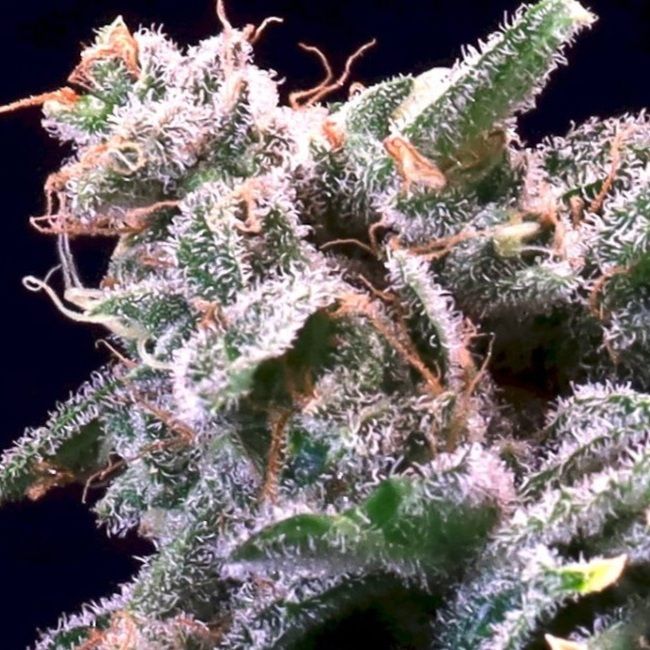 Atlas Seed Banana Cream Jealousy Feminised Seeds - 5 +