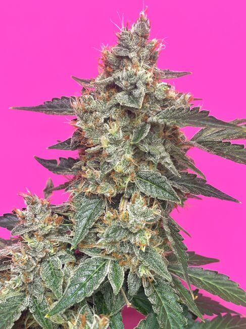 Mephisto Genetics Aunt Ginny's Elixir CBD Auto Feminised Seeds