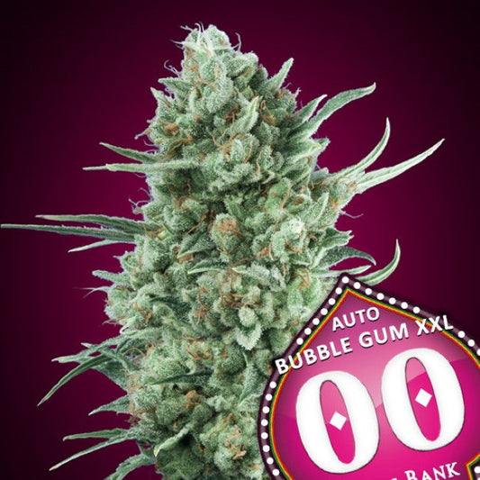 00 Seeds Bubble Gum XXL Auto Feminised Seeds