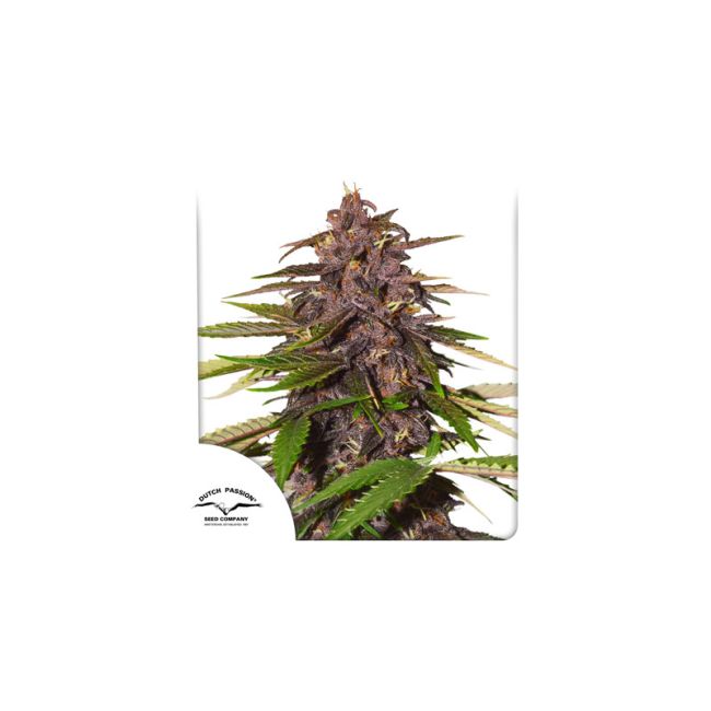 Dutch Passion Forbidden Cherry Auto Feminised Seeds