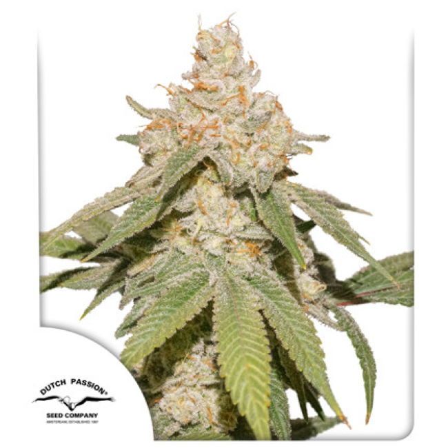 Dutch Passion SFV OG Auto Feminised Seeds