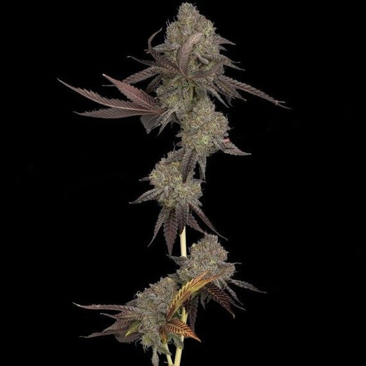 DNA Genetics DNA Cake Auto Feminised Seeds