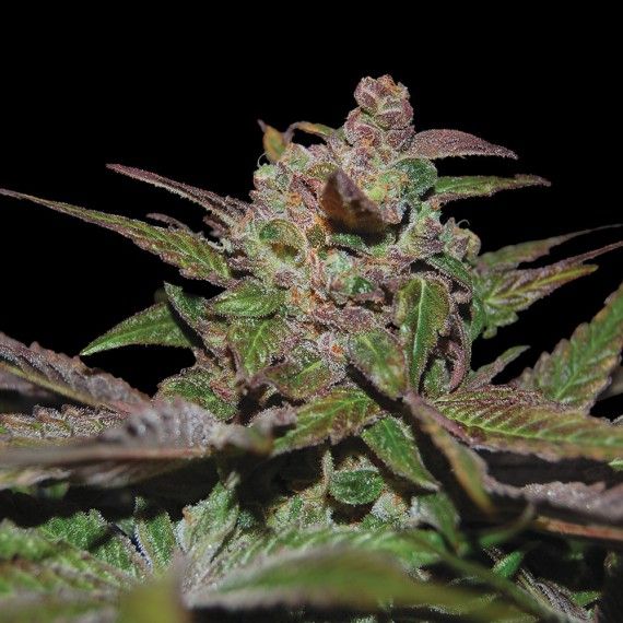 DNA Genetics Purple Wreck Auto Feminised Seeds