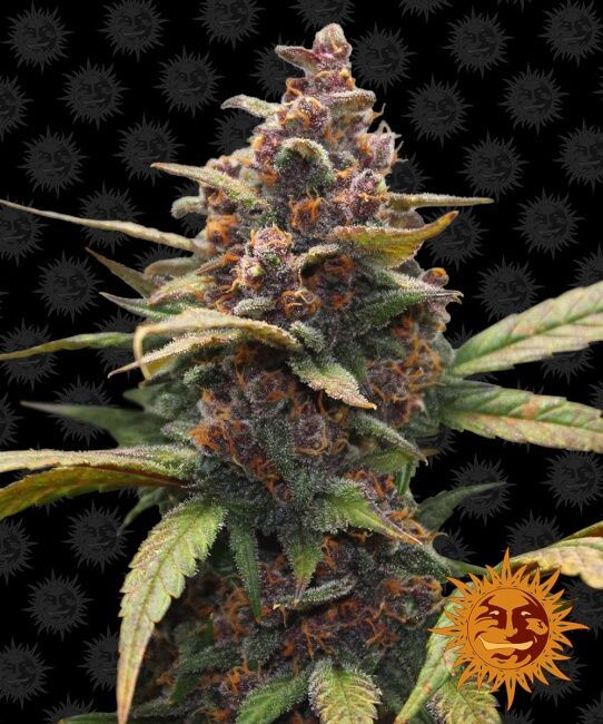 Barney's Farm Ayahuasca Purple Feminised Seeds