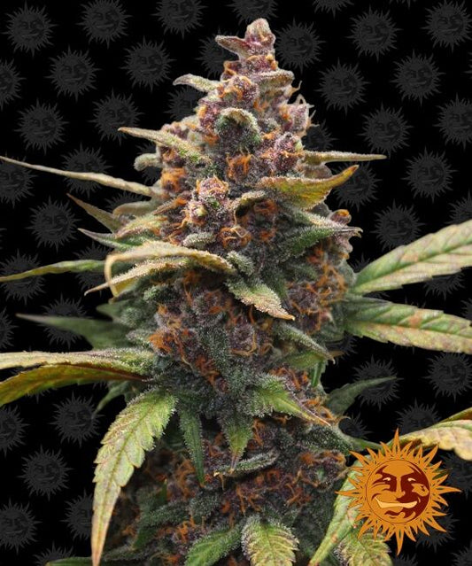 Barney's Farm Ayahuasca Purple Feminised Seeds