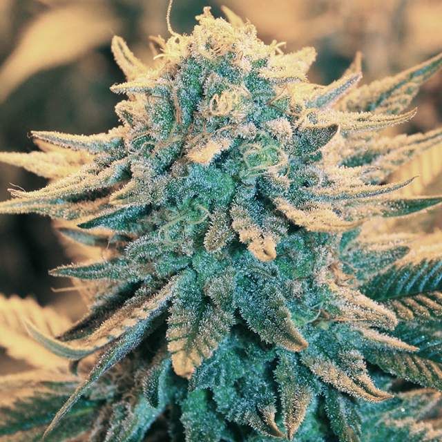 Nirvana Seeds B-52 Feminised Seeds